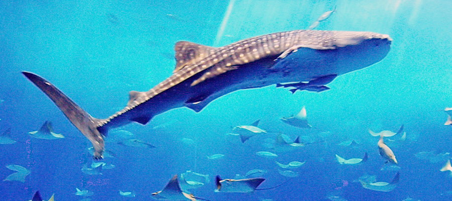 美ら海水族館周辺エリア