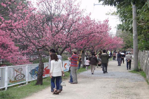 那覇さくら祭り