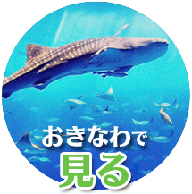 沖縄で見る